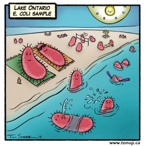 e-coli beach